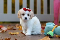 Lily, a female Cavachon for sale in Baltic, OH – 4 of 9
