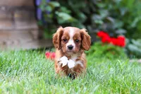 Charlie, a male Cavalier King Charles Spaniel for sale in Baltic, OH – 5 of 8