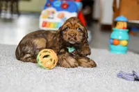 Wyatt, a male Cocker Spaniel for sale in Baltic, OH – Photo 2 of 3
