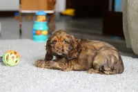 Wyatt, a male Cocker Spaniel for sale in Baltic, OH – Photo 3 of 3