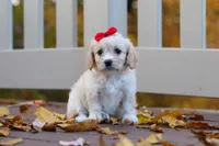 Sadie, a female Cavachon for sale in Baltic, OH – 4 of 8