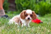 Finley, a female Cavalier King Charles Spaniel for sale in Baltic, OH – 2 of 9