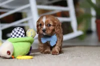 Monty, a male Cavalier King Charles Spaniel for sale in Baltic, OH – Photo 3 of 6