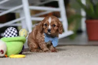 Monty, a male Cavalier King Charles Spaniel for sale in Baltic, OH – Photo 2 of 6