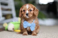 Monty, a male Cavalier King Charles Spaniel for sale in Baltic, OH – Photo 1 of 6