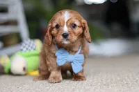 Monty, a male Cavalier King Charles Spaniel for sale in Baltic, OH – Photo 4 of 6