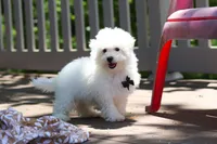 Echo, a male Bichon Frise for sale in Baltic, OH – 3 of 8
