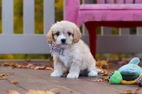 Cooper, a male Cavachon for sale in Baltic, OH – 2 of 6