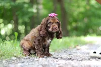 Thea, a female Cocker Spaniel for sale in Baltic, OH – 6 of 9
