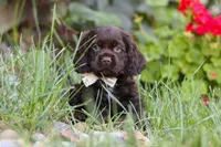 Denver, a male Cocker Spaniel for sale in Baltic, OH – 7 of 10