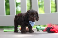 Charlie, a male Cocker Spaniel for sale in Baltic, OH – 7 of 9