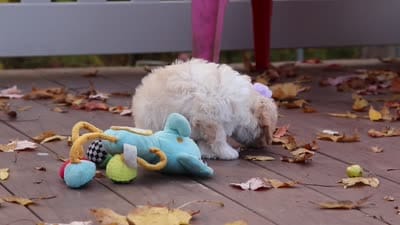 Rosie, a female Cavachon for sale in Baltic, OH – 10 of 10