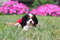 Cooper, a male Cavalier King Charles Spaniel for sale in Baltic, OH – 4 of 8