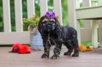 Lila, a female Cocker Spaniel for sale in Baltic, OH – 2 of 7