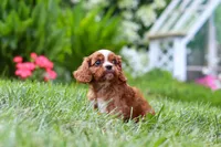 Ollie, a male Cavalier King Charles Spaniel for sale in Baltic, OH – 3 of 9