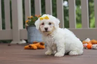 Clover, a female Bichon Frise for sale in Baltic, OH – 3 of 5