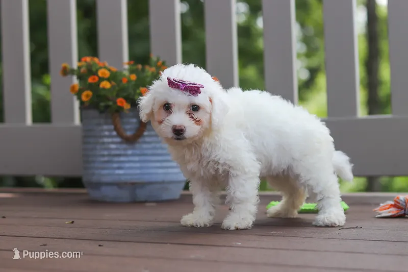 Remi – Bichon Frise puppy for sale in Baltic, OH