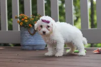 Remi, a female Bichon Frise for sale in Baltic, OH – 1 of 5
