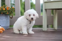 Koda, a male Bichon Frise for sale in Baltic, OH – 4 of 5