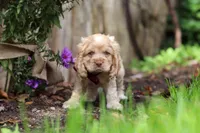 Maverick, a male Cocker Spaniel for sale in Baltic, OH – 4 of 6