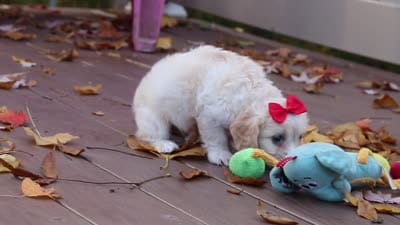 Sadie, a female Cavachon for sale in Baltic, OH – 8 of 8