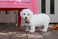 Frankie, a male Bichon Frise for sale in Baltic, OH – 5 of 6