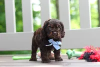 Charlie, a male Cocker Spaniel for sale in Baltic, OH – 8 of 9