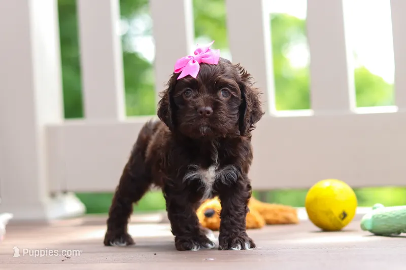Ellie – Cocker Spaniel puppy for sale in Baltic, OH