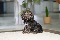 Daisy, a female Cocker Spaniel for sale in Baltic, OH – Photo 4 of 5