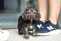 Daisy, a female Cocker Spaniel for sale in Baltic, OH – Photo 2 of 5