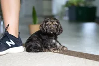 Daisy, a female Cocker Spaniel for sale in Baltic, OH – Photo 5 of 5