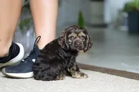 Daisy, a female Cocker Spaniel for sale in Baltic, OH – Photo 3 of 5