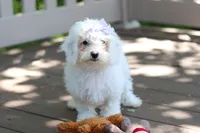 Mochi, a female Bichon Frise for sale in Baltic, OH – 2 of 9