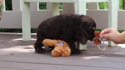 Mason, a male Cocker Spaniel for sale in Baltic, OH – 6 of 6