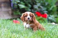 Charlie, a male Cavalier King Charles Spaniel for sale in Baltic, OH – 4 of 8