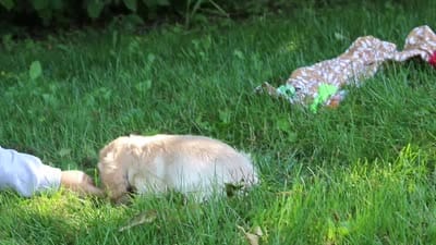 Clark, a male Cocker Spaniel for sale in Baltic, OH – 6 of 6