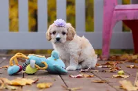 Rosie, a female Cavachon for sale in Baltic, OH – 8 of 10