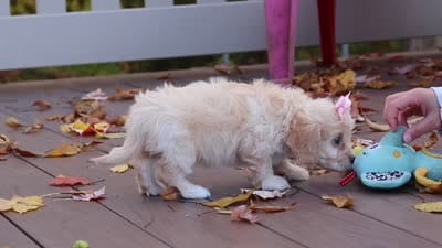 Honey, a female Cavachon for sale in Baltic, OH – 7 of 7