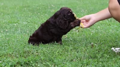 Lincoln, a male Cocker Spaniel for sale in Baltic, OH – 6 of 6