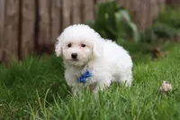 Echo, a male Bichon Frise for sale in Baltic, OH – Photo 3 of 6