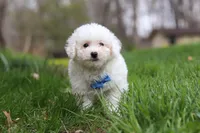 Echo, a male Bichon Frise for sale in Baltic, OH – Photo 2 of 6