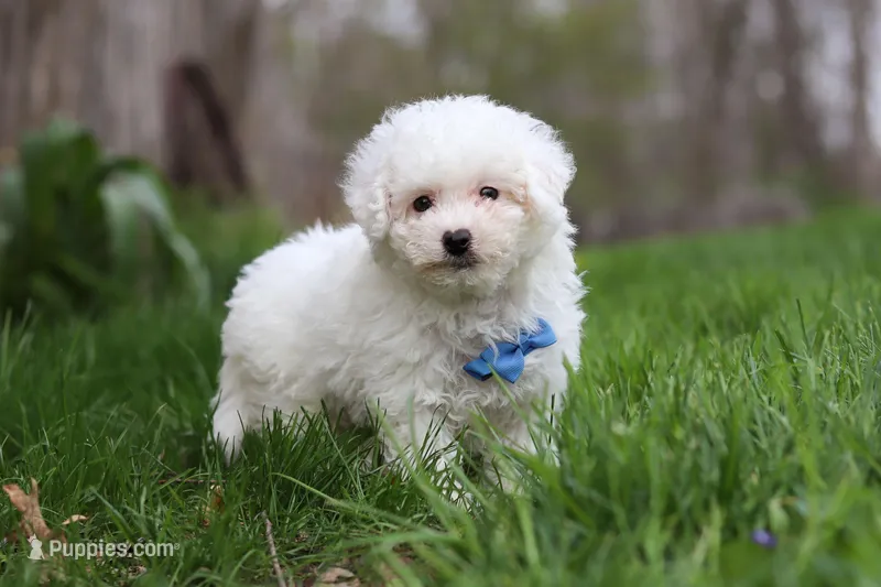 Echo, a male Bichon Frise for sale in Baltic, OH – Photo 1 of 6