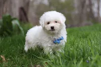 Echo, a male Bichon Frise for sale in Baltic, OH – Photo 1 of 6