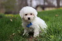 Echo, a male Bichon Frise for sale in Baltic, OH – Photo 5 of 6