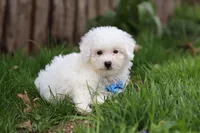 Echo, a male Bichon Frise for sale in Baltic, OH – Photo 4 of 6