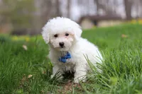 Echo, a male Bichon Frise for sale in Baltic, OH – Photo 6 of 6