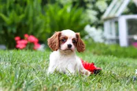 Finley, a female Cavalier King Charles Spaniel for sale in Baltic, OH – 3 of 9