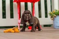Ollie, a male Cocker Spaniel for sale in Baltic, OH – 2 of 6