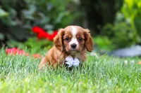 Charlie, a male Cavalier King Charles Spaniel for sale in Baltic, OH – 2 of 8