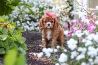 Minnie, a female Cavalier King Charles Spaniel for sale in Baltic, OH – 3 of 9